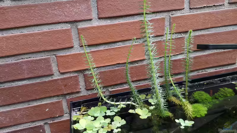 Pflanzen im Aquarium Outdoorbecken von Heike Fuchs (11)