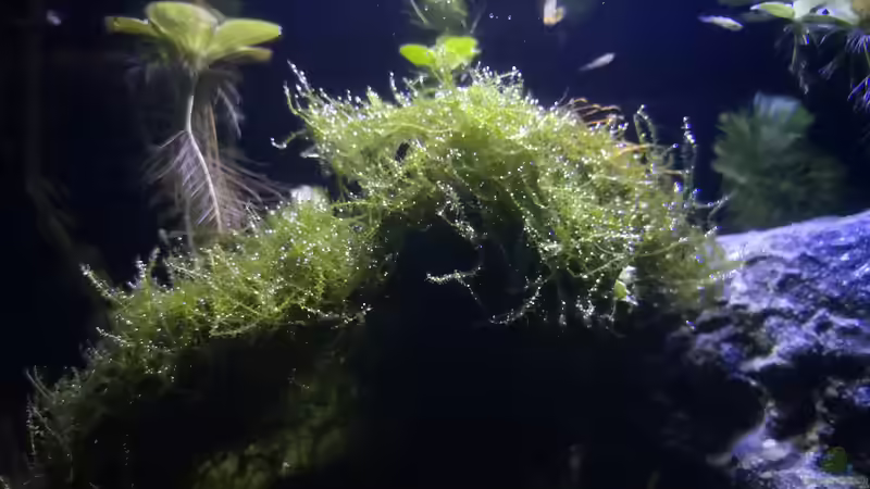 Pflanzen im Aquarium Outdoorbecken von Heike Fuchs (7)