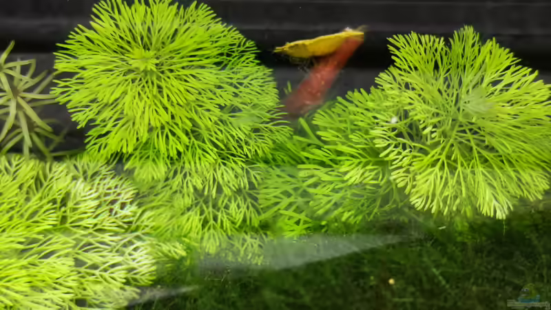 Pflanzen im Aquarium Outdoorbecken von Heike Fuchs (8)