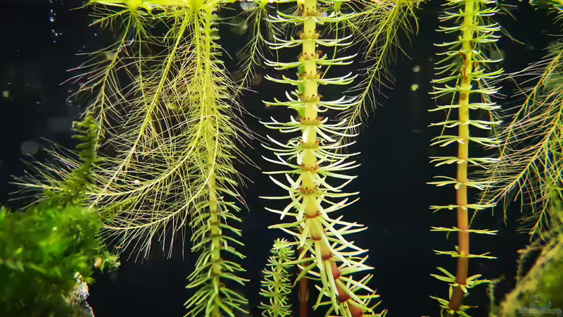 Pflanzen im Aquarium Outdoorbecken von Heike Fuchs (9)