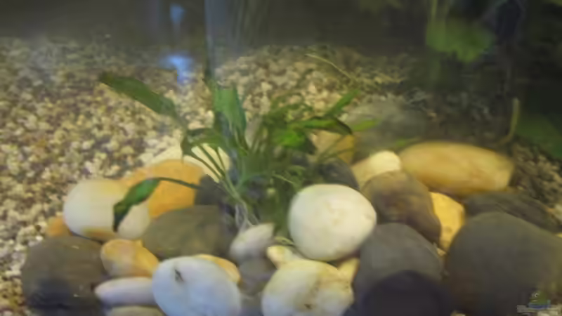 Pflanzen im Aquarium Paludarium von Jens Krause (3)