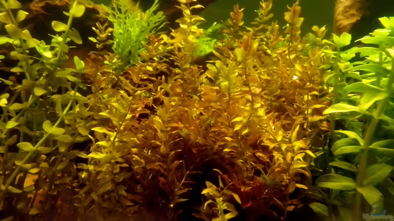 Pflanzen im Aquarium Panorama von Robert Sakautzky (12)