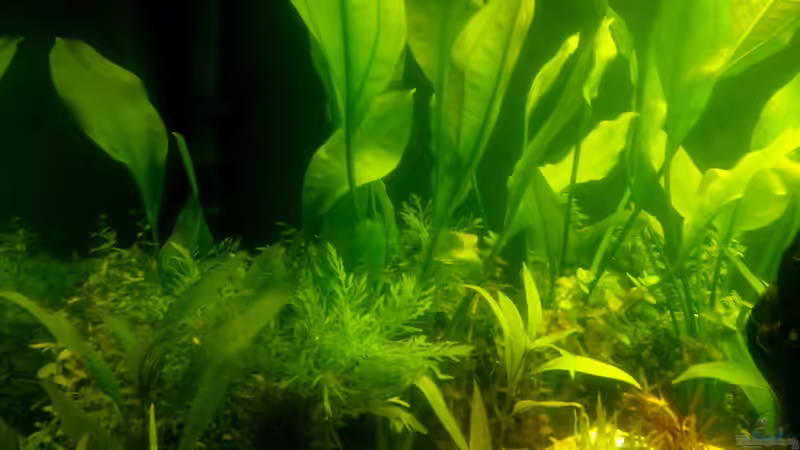 Pflanzen im Aquarium Panorama von Robert Sakautzky (13)