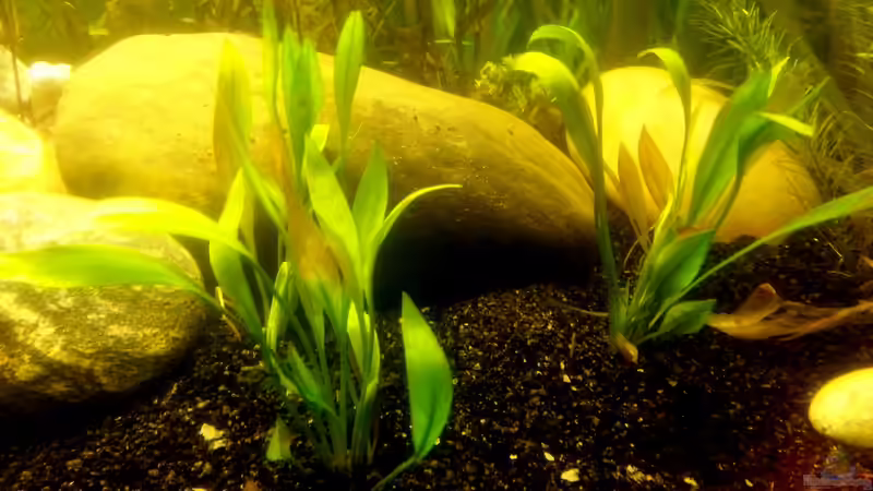 Pflanzen im Aquarium Panorama von Robert Sakautzky (14)