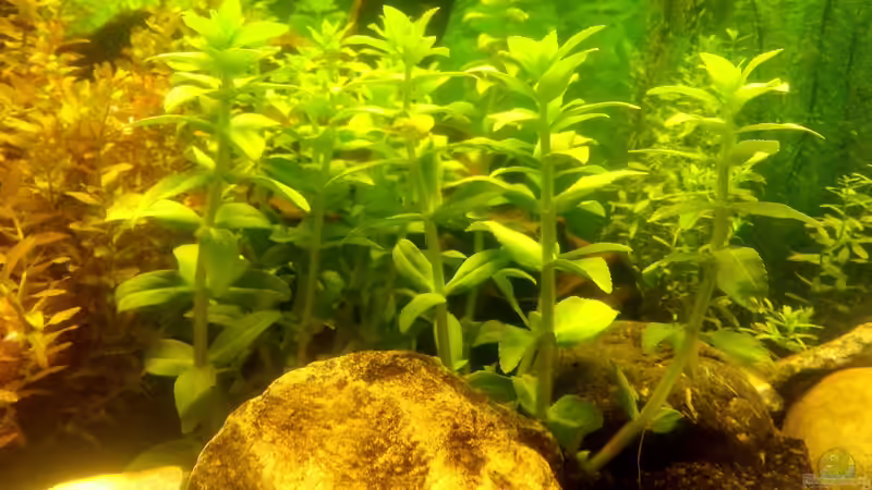 Pflanzen im Aquarium Panorama von Robert Sakautzky (6)