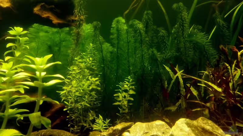 Pflanzen im Aquarium Panorama von Robert Sakautzky (7)
