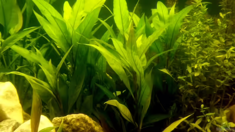 Pflanzen im Aquarium Panorama von Robert Sakautzky (8)