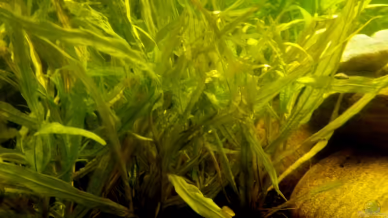 Pflanzen im Aquarium Panorama von Robert Sakautzky (9)