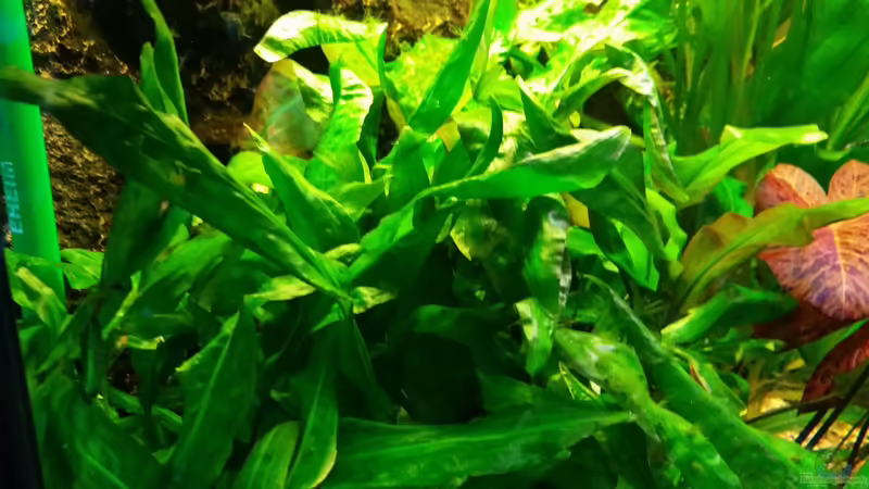 Pflanzen im Aquarium Panoramabecken 300 Liter von Gigi (17)