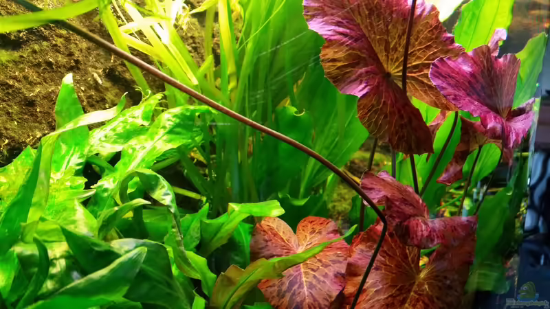 Pflanzen im Aquarium Panoramabecken 300 Liter von Gigi (8)