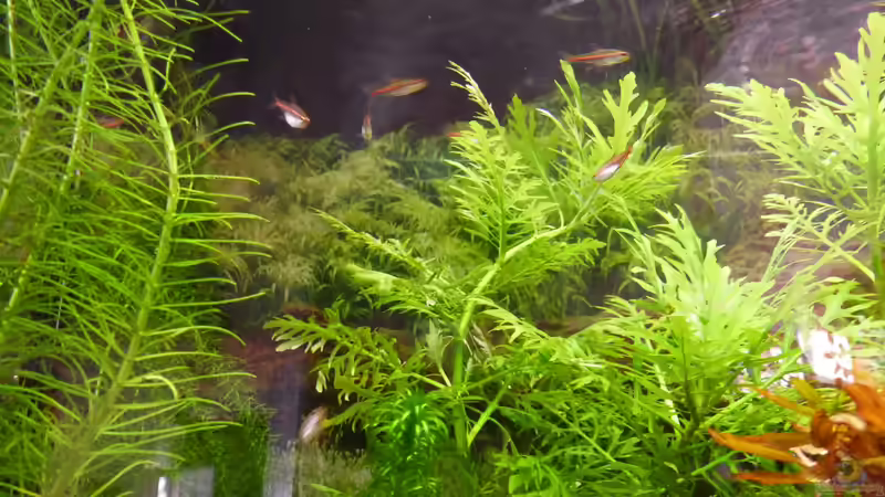 Pflanzen im Aquarium Papa&#039;s Erbe von TimNRW (4)