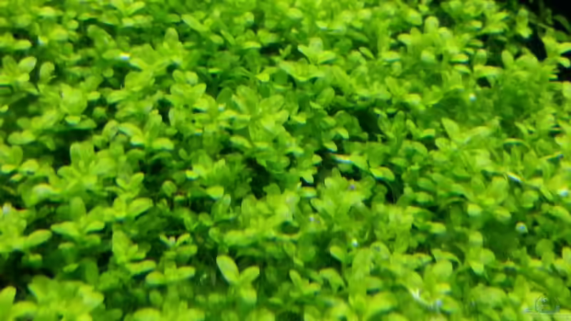 Pflanzen im Aquarium Paradise von Scaper (17)