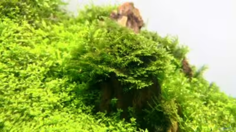 Pflanzen im Aquarium Paradise von Scaper (19)