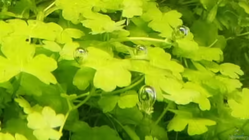 Pflanzen im Aquarium Paradise von Scaper (20)