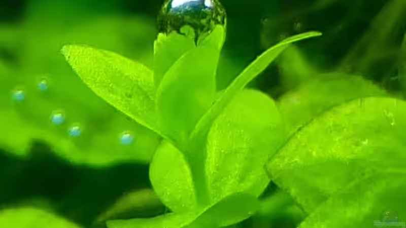 Pflanzen im Aquarium Paradise von Scaper (21)