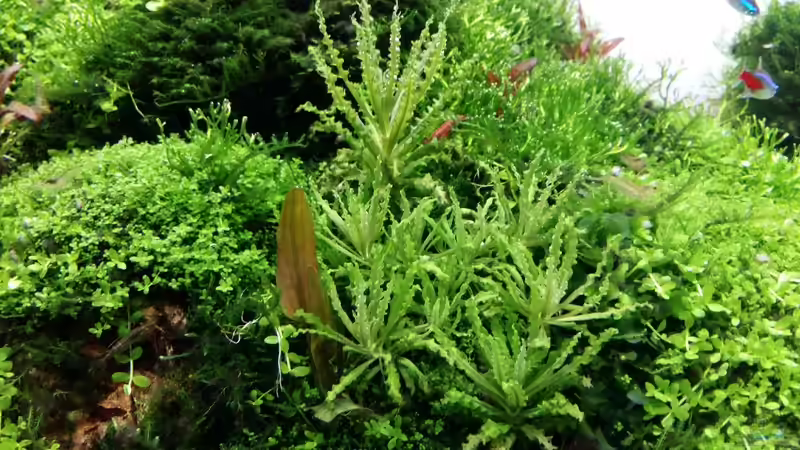 Pflanzen im Aquarium Paradise von Scaper (22)