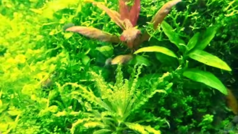 Pflanzen im Aquarium Paradise von Scaper (23)