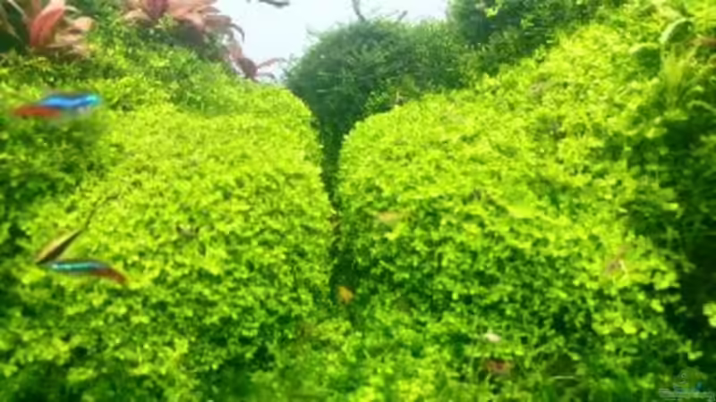 Pflanzen im Aquarium Paradise von Scaper (25)