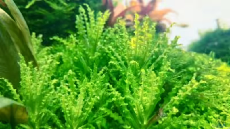 Pflanzen im Aquarium Paradise von Scaper (26)