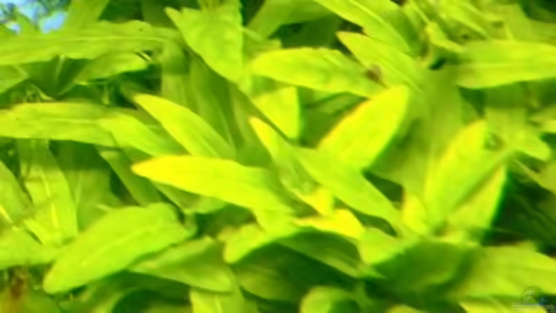 Pflanzen im Aquarium Paradise von Scaper (27)