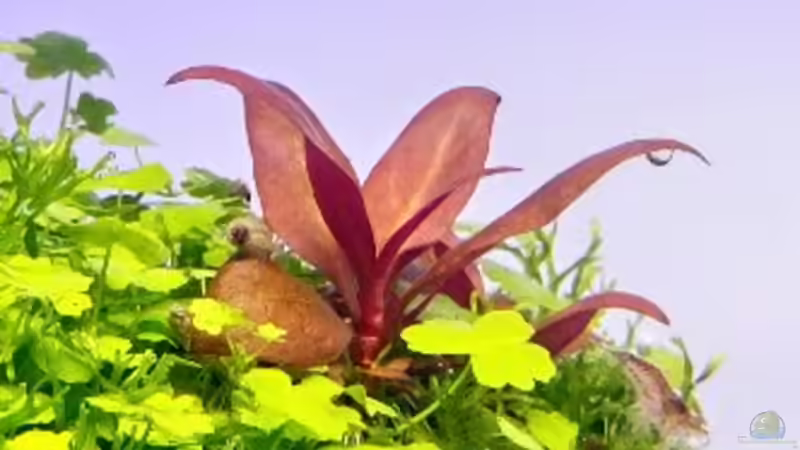 Pflanzen im Aquarium Paradise von Scaper (28)