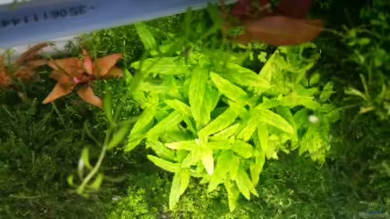 Pflanzen im Aquarium Paradise von Scaper (29)