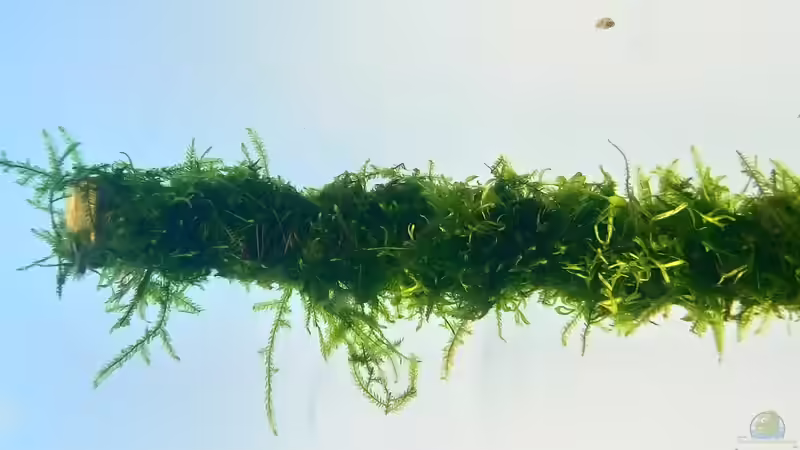 Pflanzen im Aquarium Paradise von Scaper (30)