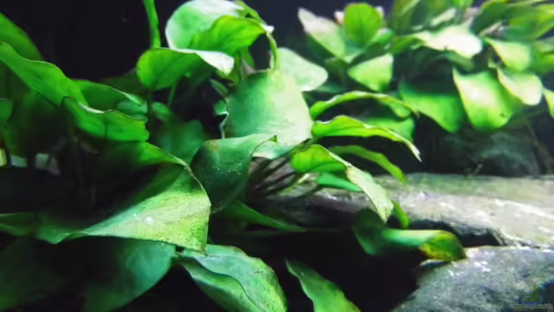 Pflanzen im Aquarium Paul´s Tanganjika Aquarium von Paul Hellberg (3)