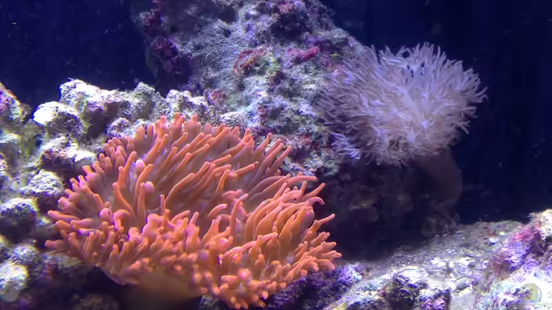 Pflanzen im Aquarium Percula von kutlesch (15)