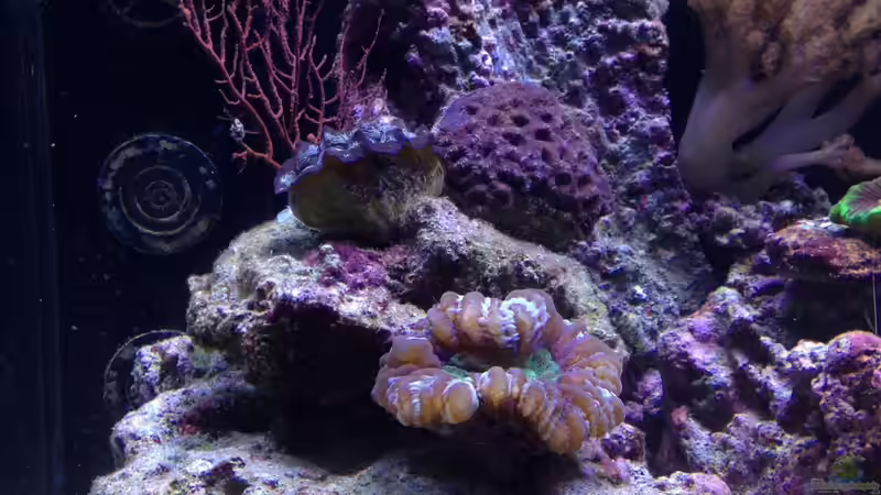 Pflanzen im Aquarium Percula von kutlesch (16)