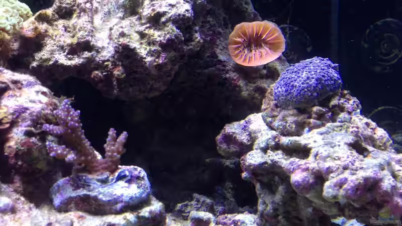 Pflanzen im Aquarium Percula von kutlesch (18)