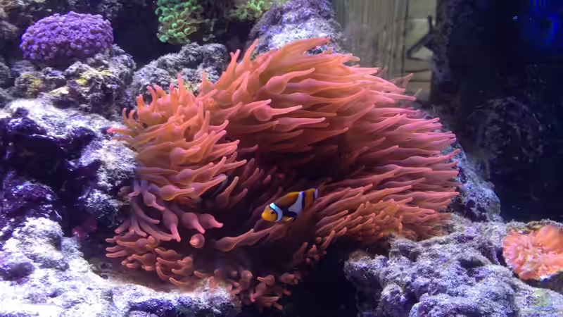 Pflanzen im Aquarium Percula von kutlesch (19)