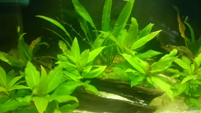 Pflanzen im Aquarium Perlhuhntümpel von Z to the osel (4)