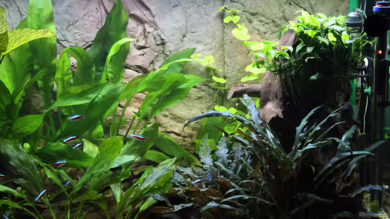 Pflanzen im Aquarium Peruaner ( nur noch als Beispiel ) von Ottche (116)