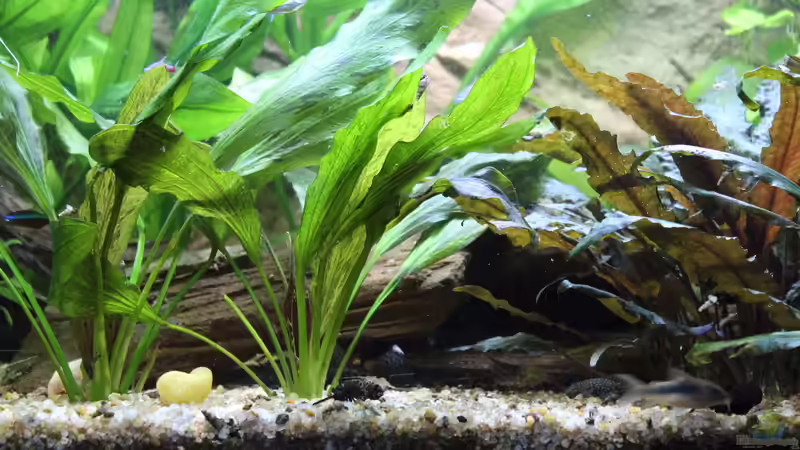 Pflanzen im Aquarium Peruaner ( nur noch als Beispiel ) von Ottche (117)