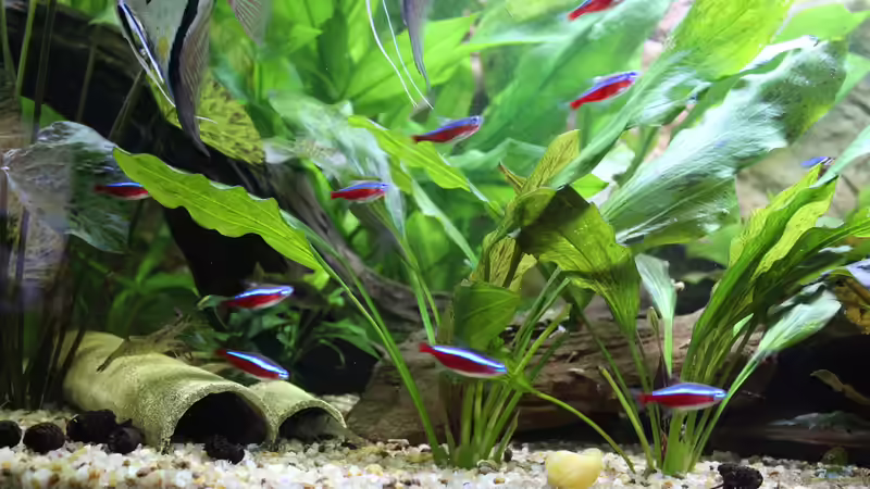 Pflanzen im Aquarium Peruaner ( nur noch als Beispiel ) von Ottche (119)