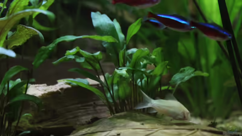 Pflanzen im Aquarium Peruaner ( nur noch als Beispiel ) von Ottche (121)