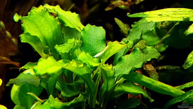 Pflanzen im Aquarium Pflanzenwelt (Nur noch Beispiel) von YoshiMaus (19)