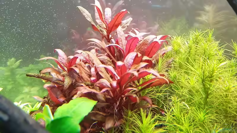 Pflanzen im Aquarium Pflanzenwelt (Nur noch Beispiel) von YoshiMaus (24)