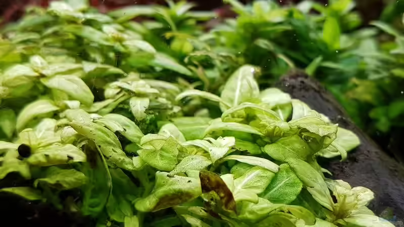 Pflanzen im Aquarium Pflanzenwelt (Nur noch Beispiel) von YoshiMaus (25)