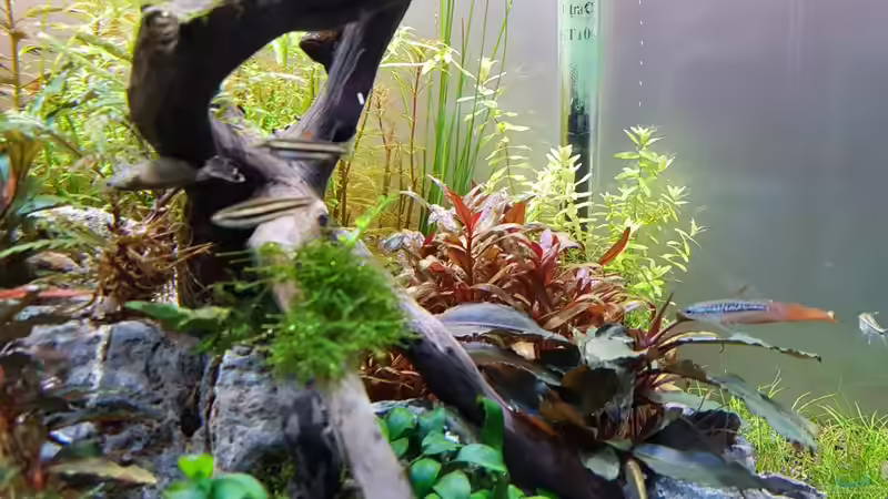 Pflanzen im Aquarium Pflanzenwelt ReLoaded von YoshiMaus (10)