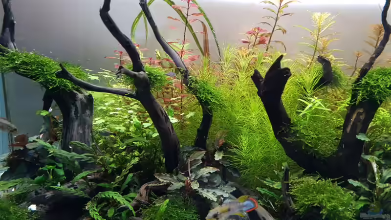 Pflanzen im Aquarium Pflanzenwelt ReLoaded von YoshiMaus (11)