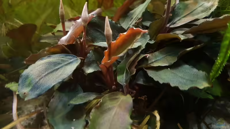 Pflanzen im Aquarium Pflanzenwelt ReLoaded von YoshiMaus (14)