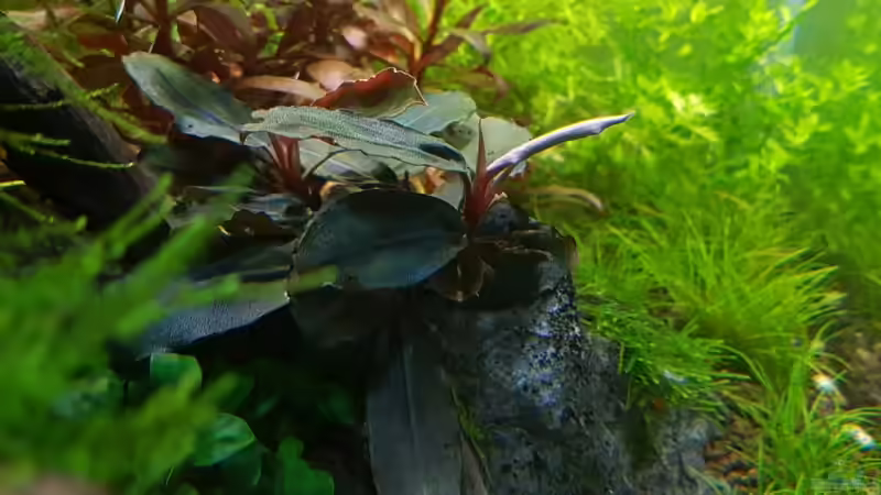 Pflanzen im Aquarium Pflanzenwelt ReLoaded von YoshiMaus (19)