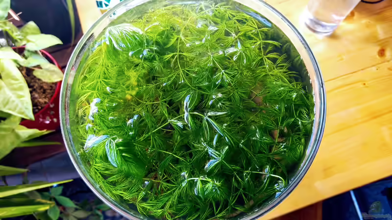 Pflanzen im Aquarium Pfütze (AUFGELÖST) von Mike Steidl (3)