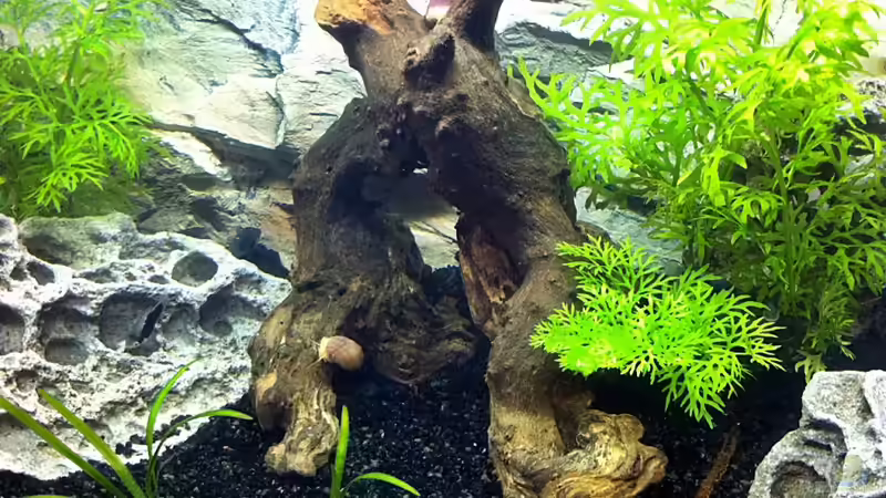 Pflanzen im Aquarium Pfütze (existiert nicht mehr) von Sebastian Philipp (3)