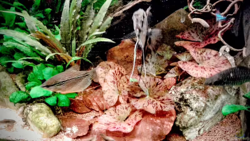 Pflanzen im Aquarium Phantasia von Ele Meer (11)