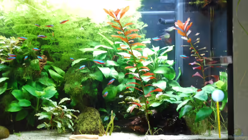Pflanzen im Aquarium Phoenix 240 von schmitzkatze (7)