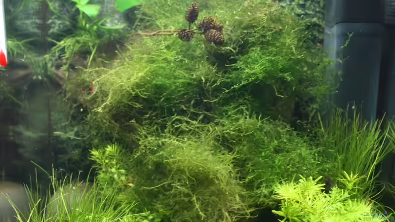 Pflanzen im Aquarium Pipo´s Nano-Cube von P1P0 (4)