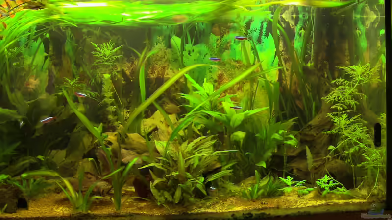 Pflanzen im Aquarium Planschbecken von Zodiack (7)